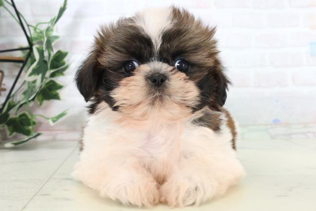 福岡県のシーズー (Coo&RIKUゆめタウン飯塚店/2025年11月2日生まれ/女の子/ゴールドホワイト)の子犬の1枚目の画像