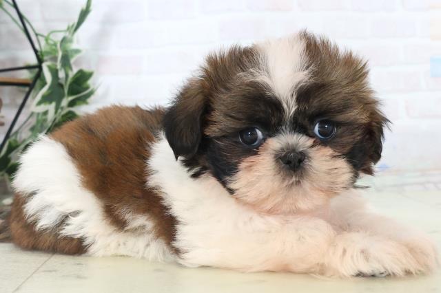 福岡県のシーズー (Coo&RIKUゆめタウン飯塚店/2025年11月2日生まれ/女の子/ゴールドホワイト)の子犬の2枚目の画像