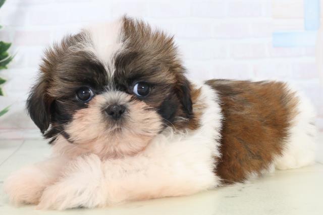 福岡県のシーズー (Coo&RIKUゆめタウン飯塚店/2025年11月2日生まれ/女の子/ゴールドホワイト)の子犬の3枚目の画像