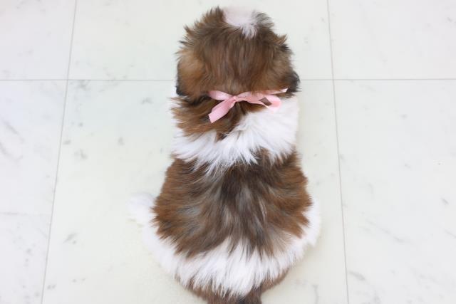 福岡県のシーズー (Coo&RIKUゆめタウン飯塚店/2025年11月2日生まれ/女の子/ゴールドホワイト)の子犬の4枚目の画像