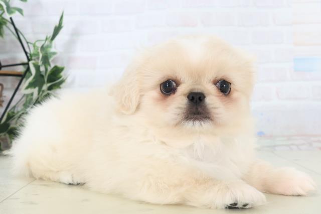 広島県のペキニーズ (Coo&RIKU福山店/2025年11月2日生まれ/男の子/クリーム)の子犬の2枚目の画像
