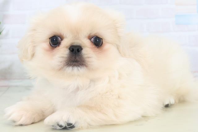 広島県のペキニーズ (Coo&RIKU福山店/2025年11月2日生まれ/男の子/クリーム)の子犬の3枚目の画像