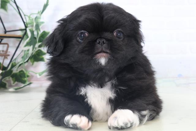 福岡県のペキニーズ (Coo&RIKUフォレストシティ春日店/2025年11月2日生まれ/男の子/ブラックホワイト)の子犬の1枚目の画像