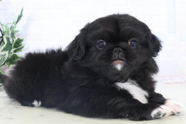 福岡県のペキニーズ (Coo&RIKUフォレストシティ春日店/2025年11月2日生まれ/男の子/ブラックホワイト)の子犬の2枚目の画像