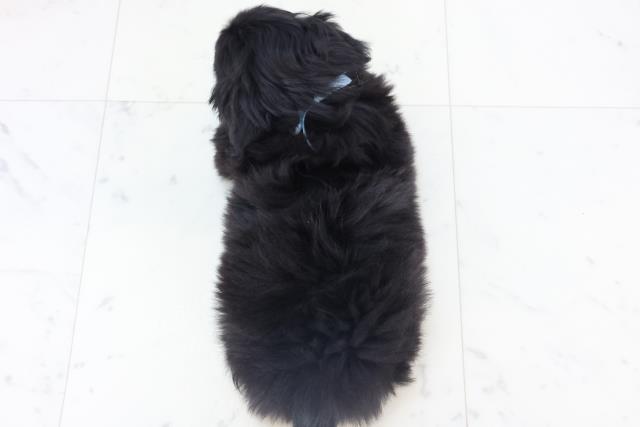 福岡県のペキニーズ (Coo&RIKUフォレストシティ春日店/2025年11月2日生まれ/男の子/ブラックホワイト)の子犬の4枚目の画像