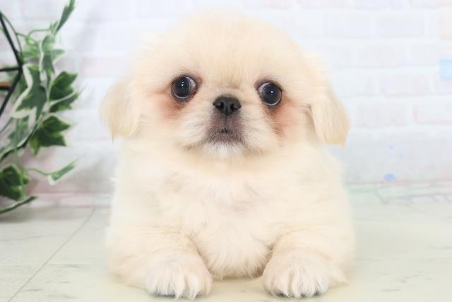 広島県のペキニーズ (Coo&RIKU東広島店/2025年11月2日生まれ/女の子/クリーム)の子犬の1枚目の画像