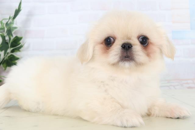 広島県のペキニーズ (Coo&RIKU東広島店/2025年11月2日生まれ/女の子/クリーム)の子犬の2枚目の画像