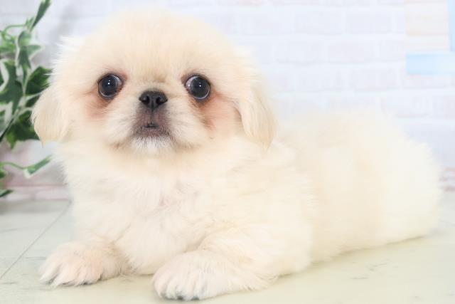 広島県のペキニーズ (Coo&RIKU東広島店/2025年11月2日生まれ/女の子/クリーム)の子犬の3枚目の画像