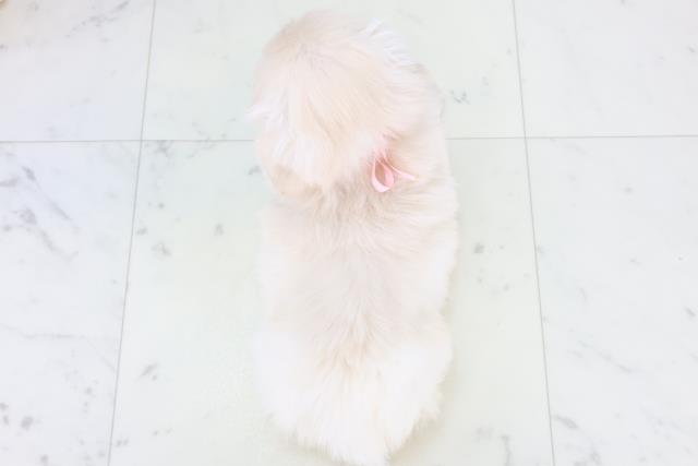 広島県のペキニーズ (Coo&RIKU東広島店/2025年11月2日生まれ/女の子/クリーム)の子犬の4枚目の画像