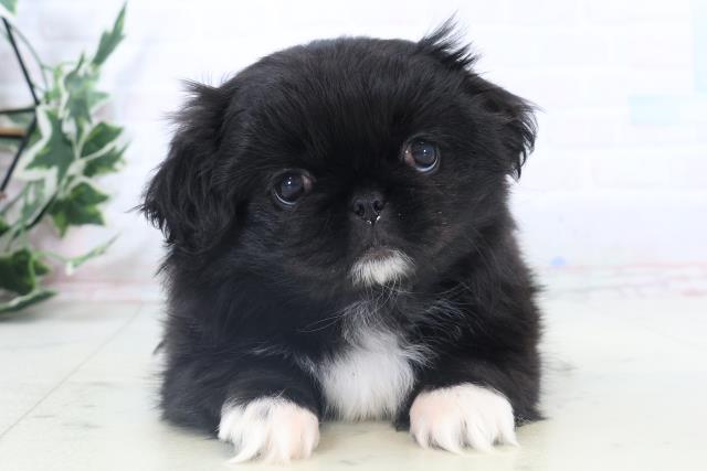 熊本県のペキニーズ (Coo&RIKUイオンモール宇城店/2025年11月2日生まれ/女の子/ブラックホワイト)の子犬の1枚目の画像