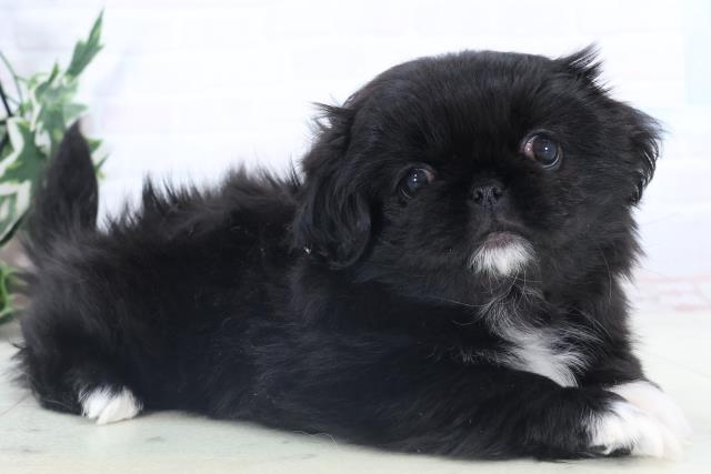 熊本県のペキニーズ (Coo&RIKUイオンモール宇城店/2025年11月2日生まれ/女の子/ブラックホワイト)の子犬の2枚目の画像