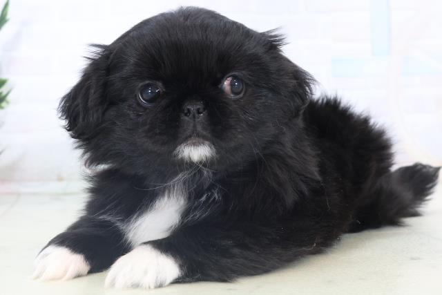 熊本県のペキニーズ (Coo&RIKUイオンモール宇城店/2025年11月2日生まれ/女の子/ブラックホワイト)の子犬の3枚目の画像