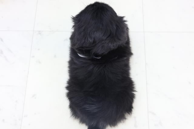 熊本県のペキニーズ (Coo&RIKUイオンモール宇城店/2025年11月2日生まれ/女の子/ブラックホワイト)の子犬の4枚目の画像