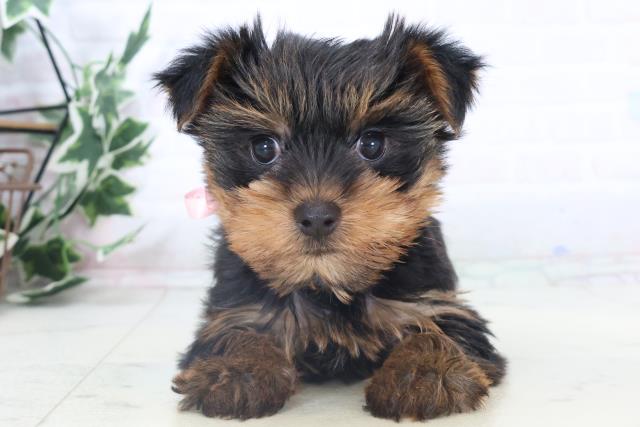 愛媛県のヨークシャーテリア (Coo&RIKU愛媛松山店/2025年11月2日生まれ/女の子/スチールブルータン)の子犬の1枚目の画像