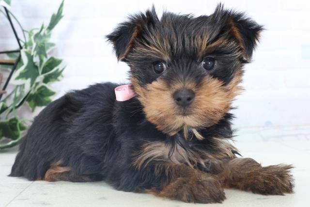 愛媛県のヨークシャーテリア (Coo&RIKU愛媛松山店/2025年11月2日生まれ/女の子/スチールブルータン)の子犬の2枚目の画像