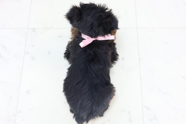 愛媛県のヨークシャーテリア (Coo&RIKU愛媛松山店/2025年11月2日生まれ/女の子/スチールブルータン)の子犬の4枚目の画像