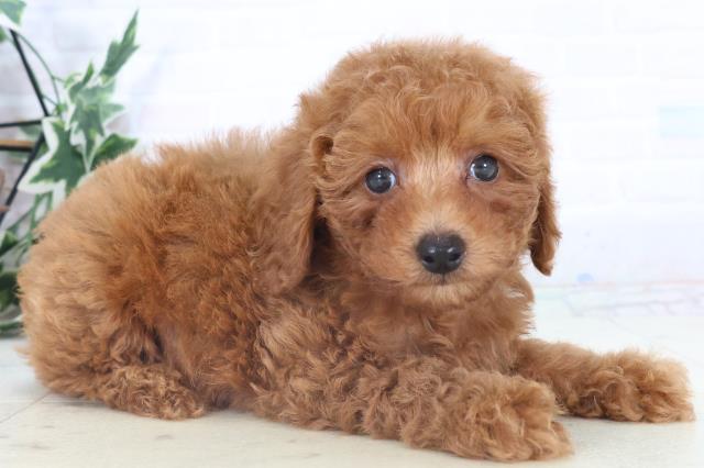 岡山県のトイプードル(トイ) (Coo&RIKU岡山店/2025年11月2日生まれ/男の子/アプリコット)の子犬の2枚目の画像