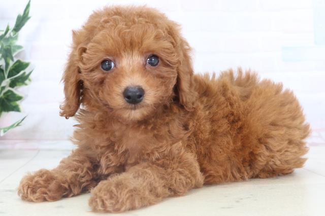 岡山県のトイプードル(トイ) (Coo&RIKU岡山店/2025年11月2日生まれ/男の子/アプリコット)の子犬の3枚目の画像