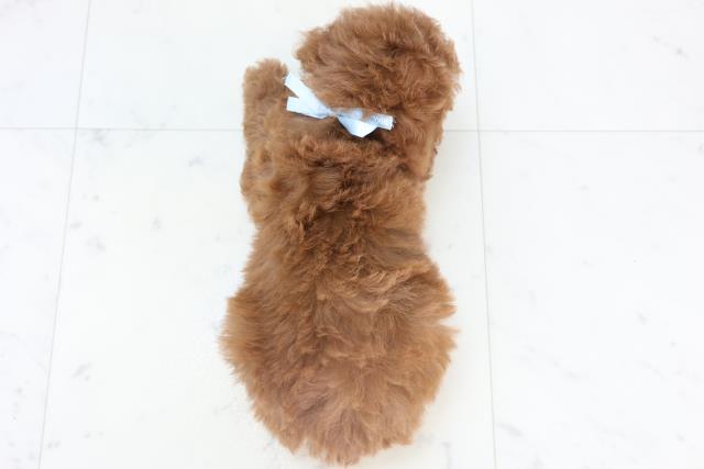 岡山県のトイプードル(トイ) (Coo&RIKU岡山店/2025年11月2日生まれ/男の子/アプリコット)の子犬の4枚目の画像