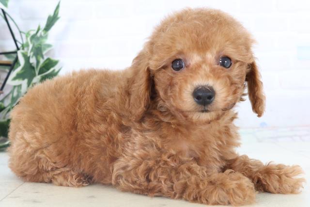 広島県のトイプードル(トイ) (Coo&RIKU東広島店/2025年11月2日生まれ/男の子/アプリコット)の子犬の2枚目の画像