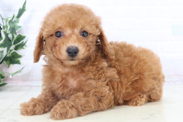 広島県のトイプードル(トイ) (Coo&RIKU東広島店/2025年11月2日生まれ/男の子/アプリコット)の子犬の3枚目の画像