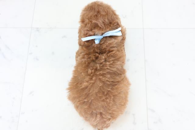広島県のトイプードル(トイ) (Coo&RIKU東広島店/2025年11月2日生まれ/男の子/アプリコット)の子犬の4枚目の画像