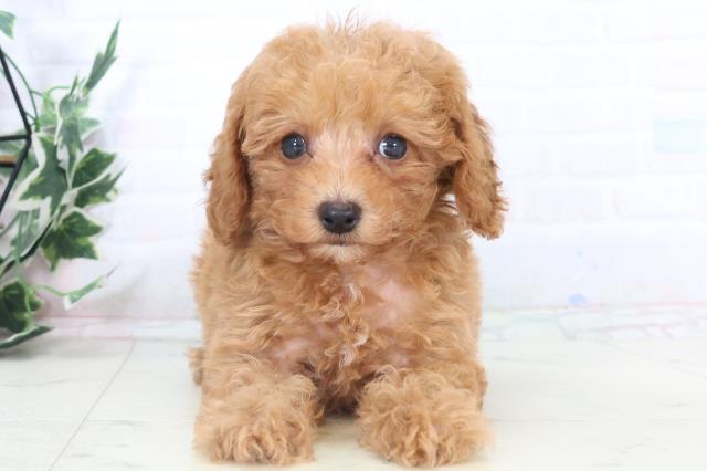 長崎県のトイプードル(トイ) (Coo&RIKU長崎佐世保店/2025年11月2日生まれ/男の子/アプリコット)の子犬の1枚目の画像