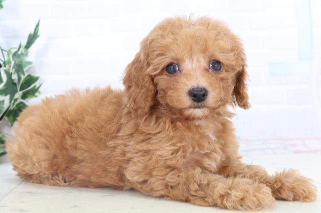 長崎県のトイプードル(トイ) (Coo&RIKU長崎佐世保店/2025年11月2日生まれ/男の子/アプリコット)の子犬の2枚目の画像