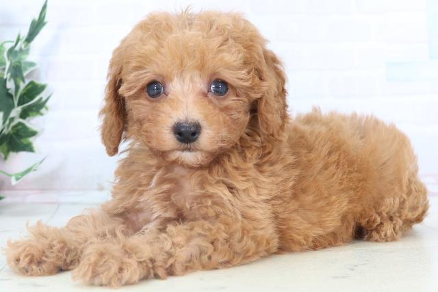 長崎県のトイプードル(トイ) (Coo&RIKU長崎佐世保店/2025年11月2日生まれ/男の子/アプリコット)の子犬の3枚目の画像