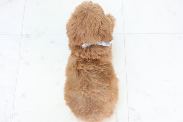 長崎県のトイプードル(トイ) (Coo&RIKU長崎佐世保店/2025年11月2日生まれ/男の子/アプリコット)の子犬の4枚目の画像