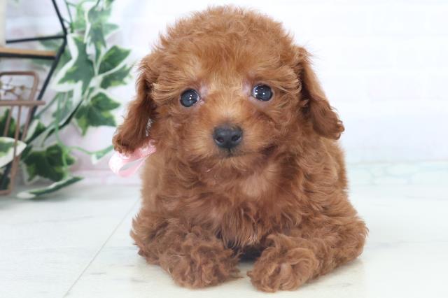 高知県のトイプードル(トイ) (Coo&RIKU高知御座店/2025年11月2日生まれ/女の子/アプリコット)の子犬の1枚目の画像