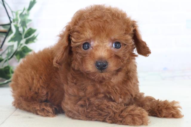 高知県のトイプードル(トイ) (Coo&RIKU高知御座店/2025年11月2日生まれ/女の子/アプリコット)の子犬の2枚目の画像