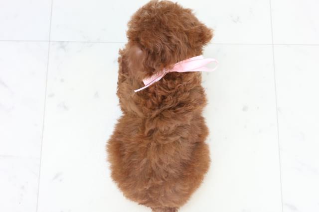 高知県のトイプードル(トイ) (Coo&RIKU高知御座店/2025年11月2日生まれ/女の子/アプリコット)の子犬の4枚目の画像