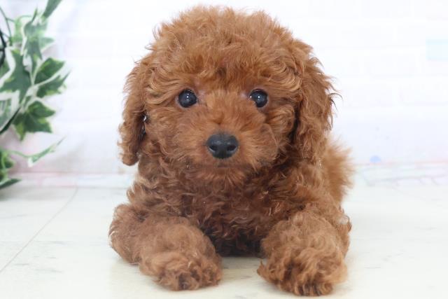 宮崎県のトイプードル(トイ) (Coo&RIKU宮崎店/2025年10月29日生まれ/女の子/アプリコット)の子犬の1枚目の画像