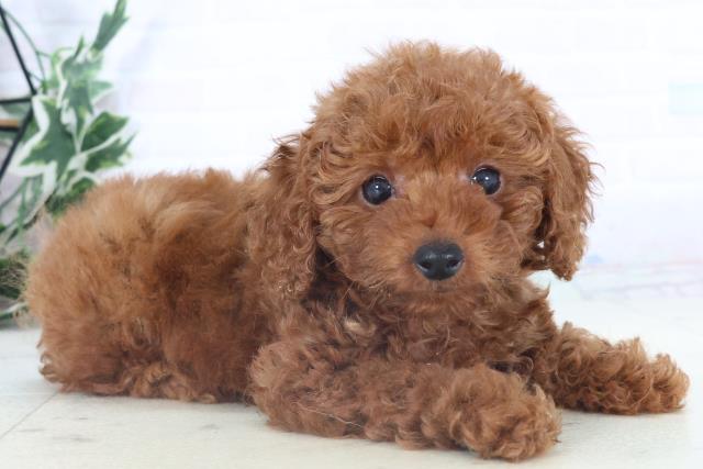 宮崎県のトイプードル(トイ) (Coo&RIKU宮崎店/2025年10月29日生まれ/女の子/アプリコット)の子犬の2枚目の画像