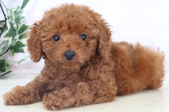 宮崎県のトイプードル(トイ) (Coo&RIKU宮崎店/2025年10月29日生まれ/女の子/アプリコット)の子犬の3枚目の画像