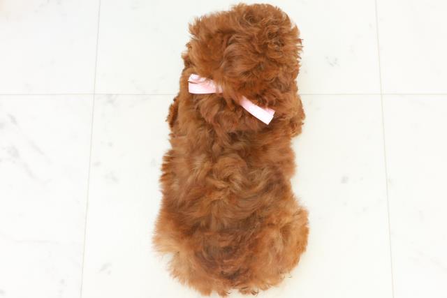 宮崎県のトイプードル(トイ) (Coo&RIKU宮崎店/2025年10月29日生まれ/女の子/アプリコット)の子犬の4枚目の画像