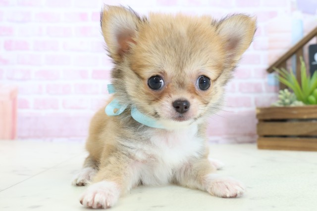 大分県のチワワ(ロング) (Coo&RIKU大分店/2025年10月30日生まれ/男の子/レッドホワイト)の子犬の1枚目の画像