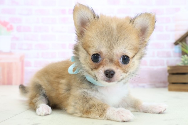 大分県のチワワ(ロング) (Coo&RIKU大分店/2025年10月30日生まれ/男の子/レッドホワイト)の子犬の2枚目の画像