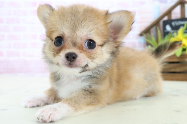 大分県のチワワ(ロング) (Coo&RIKU大分店/2025年10月30日生まれ/男の子/レッドホワイト)の子犬の3枚目の画像