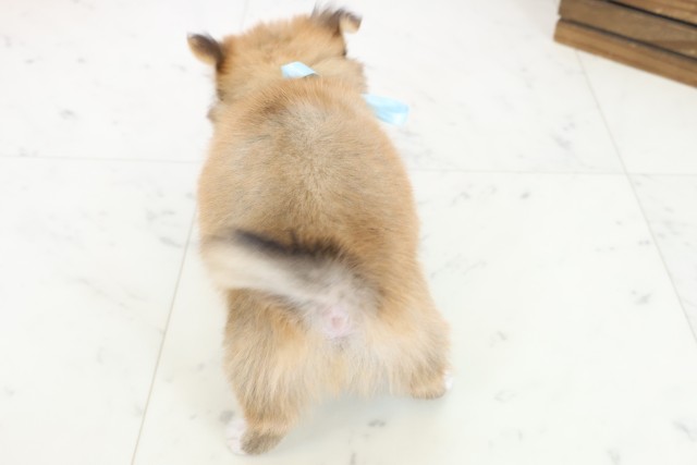 大分県のチワワ(ロング) (Coo&RIKU大分店/2025年10月30日生まれ/男の子/レッドホワイト)の子犬の4枚目の画像