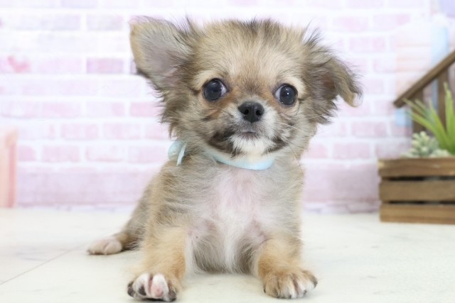 福岡県のチワワ(ロング) (Coo&RIKU福岡西店/2025年10月30日生まれ/男の子/レッドホワイト)の子犬の1枚目の画像