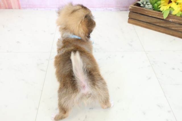 福岡県のチワワ(ロング) (Coo&RIKU福岡西店/2025年10月30日生まれ/男の子/レッドホワイト)の子犬の4枚目の画像