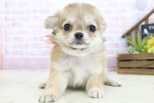 熊本県のチワワ(ロング) (Coo&RIKUイオンモール宇城店/2025年10月30日生まれ/女の子/レッドホワイト)の子犬の1枚目の画像