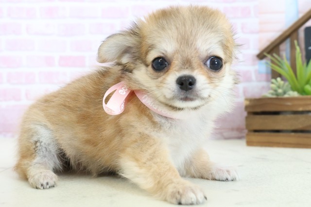 熊本県のチワワ(ロング) (Coo&RIKUイオンモール宇城店/2025年10月30日生まれ/女の子/レッドホワイト)の子犬の2枚目の画像