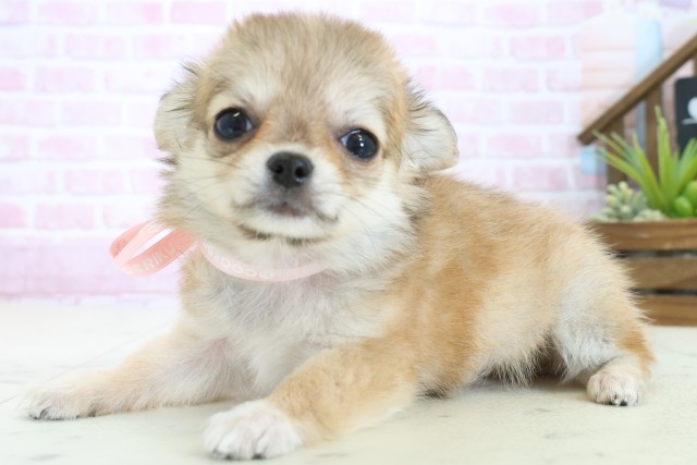 熊本県のチワワ(ロング) (Coo&RIKUイオンモール宇城店/2025年10月30日生まれ/女の子/レッドホワイト)の子犬の3枚目の画像