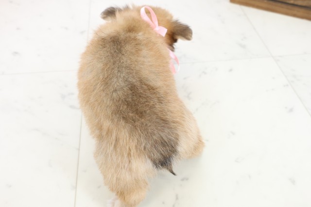 熊本県のチワワ(ロング) (Coo&RIKUイオンモール宇城店/2025年10月30日生まれ/女の子/レッドホワイト)の子犬の4枚目の画像