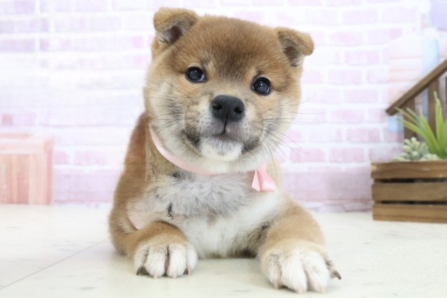 香川県の柴犬(標準サイズ) (Coo&RIKU高松上福岡店/2025年10月30日生まれ/女の子/赤)の子犬の1枚目の画像