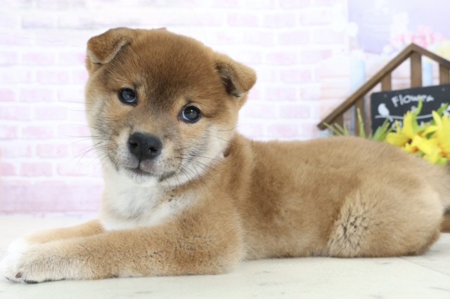 香川県の柴犬(標準サイズ) (Coo&RIKU高松上福岡店/2025年10月30日生まれ/女の子/赤)の子犬の3枚目の画像