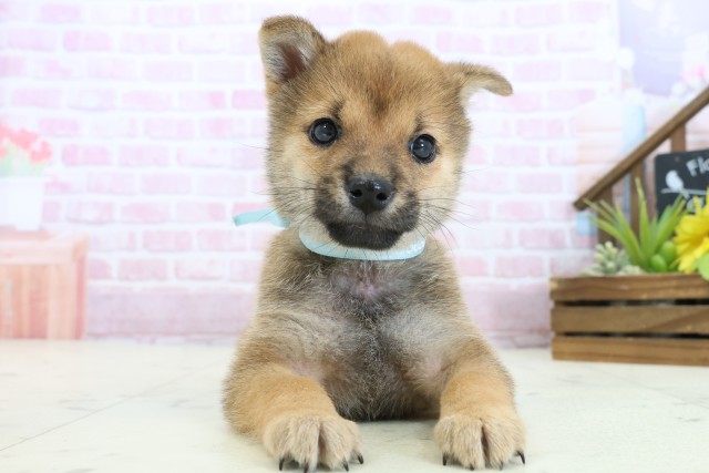 岡山県の豆柴 (Coo&RIKU岡山店/2025年10月31日生まれ/男の子/赤)の子犬の1枚目の画像